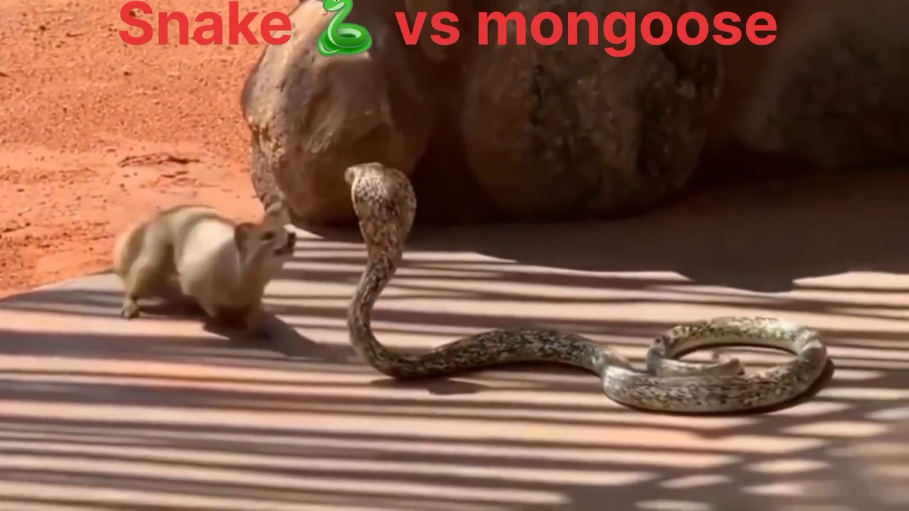 VN20230204_234208 भयानक खूनी संघर्ष। Why Snake vs Mongoose Fight Is ...