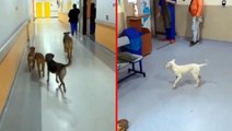 Yer: Kocaeli! Hastane koridorları başıboş köpeklere emanet
