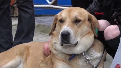 CAN DOSTU 'AYICIK', TRABZON'UN 'HACHİKO'SU OLDU