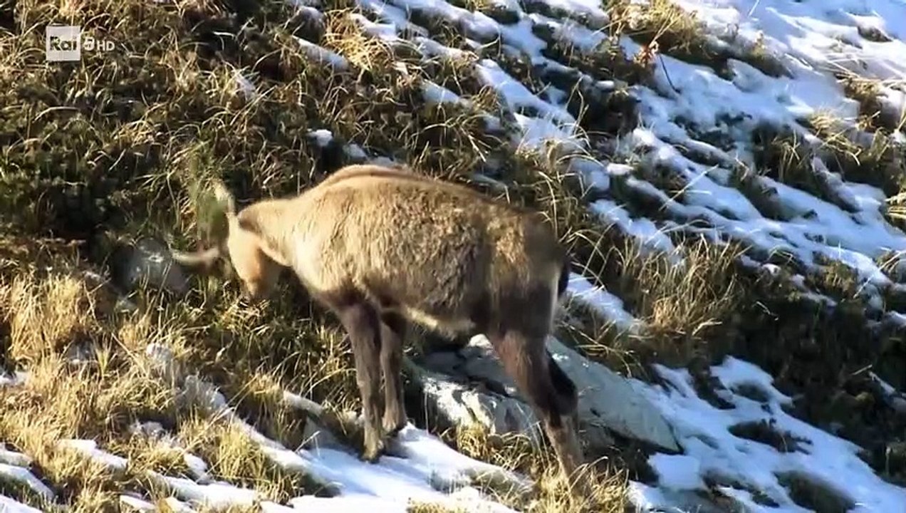 Wild Italy - 4x1 - Equilibri