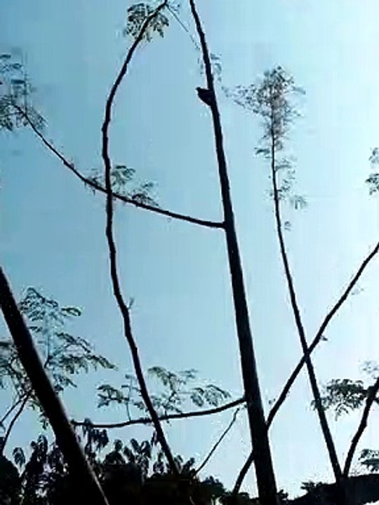 Scenery video