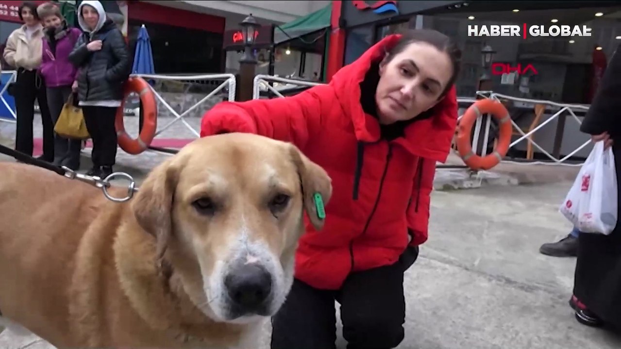 Trabzon'da 3 yıl önce terk edilen 'Ayıcık', her gün aynı yerde sahibini bekliyor: 'Vicdanınız varsa alın'