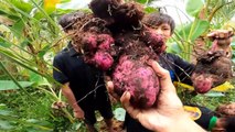 Sang Vlog | 360H Bẫy Tôm Càng Nước Ngọt Trên Ruộng Sen - 15 Ngày Bội Thu Cho ( P3 )