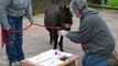 You can now get your hands on 'Van Donkeys' artwork created by adorable miniature donkeys