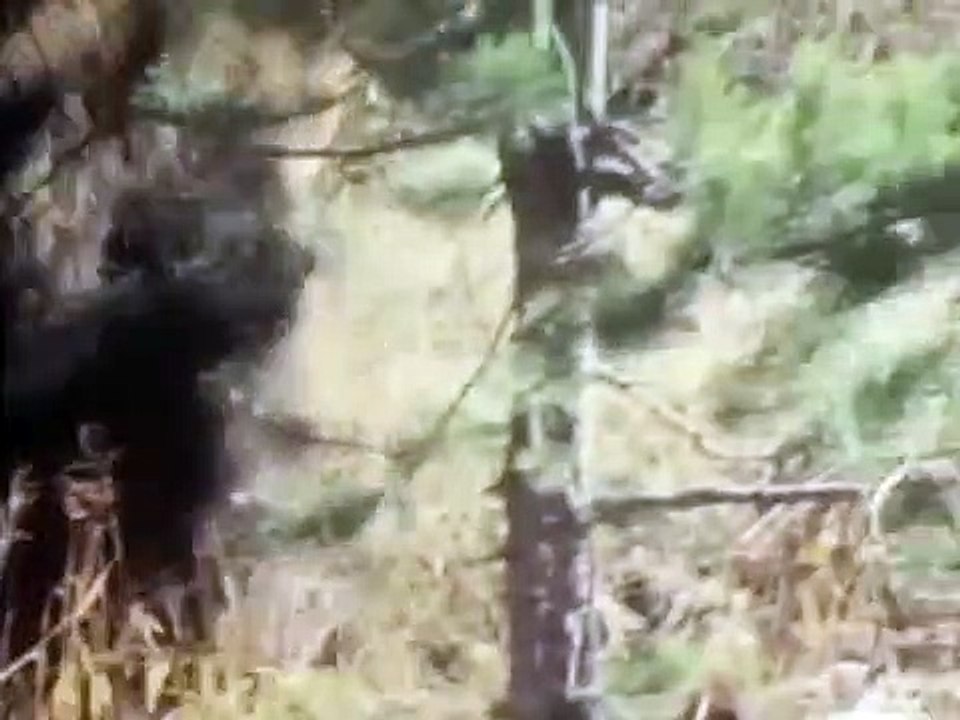 The Life and Times of Grizzly Adams - Se1 - Ep11 HD Watch