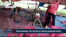 Petani Bawang Tak Untung di Tengah Kenaikan Harga