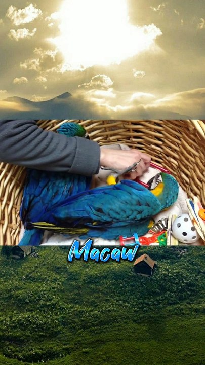 Baby macaw