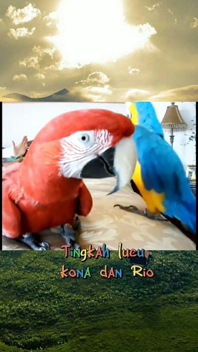 Macaw