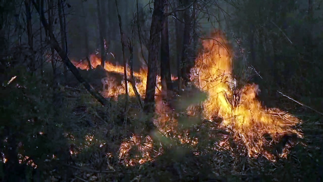 Mehr als 20 Tote durch Waldbrände in Chile
