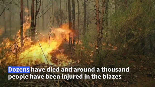 Chile extends state of disaster as forest fires continue to spread