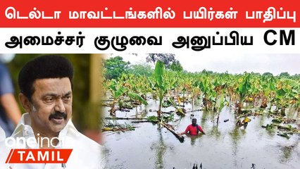 Download Video: டெல்டாவில் கனமழை காரணமாக பயிர்கள் பாதிப்பு | விரைந்த அமைச்சரவை