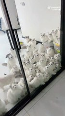 開燈時，看到一群可愛的貓咪；關燈變鬼屋，眼睛綠閃閃有點嚇人~ Cats are cute, when lights are off，scary！