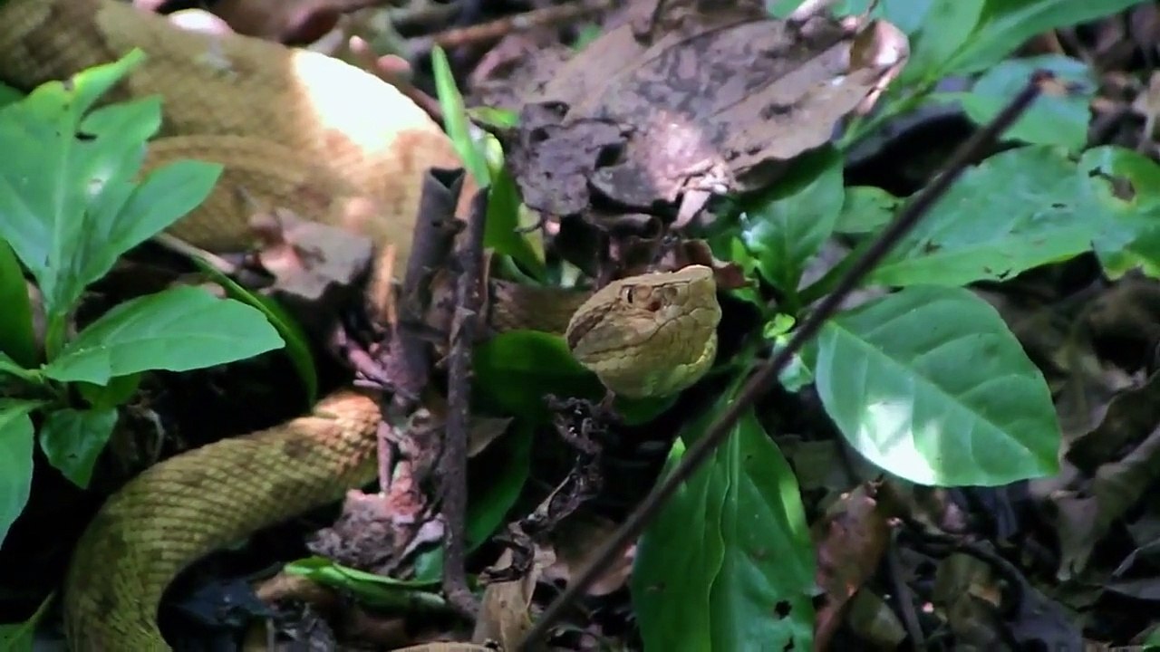 Treasure Quest - Snake Island - Se3 - Ep0 - Big Risk Bigger Reward HD Watch