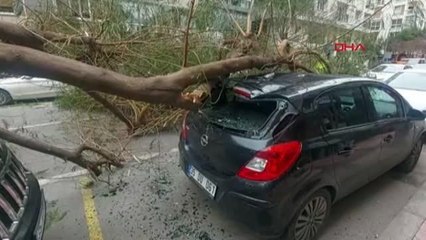 İZMİR'DE KUVVETLİ RÜZGAR; AĞAÇ DEVRİLDİ, 2 ARAÇ HASAR GÖRDÜ