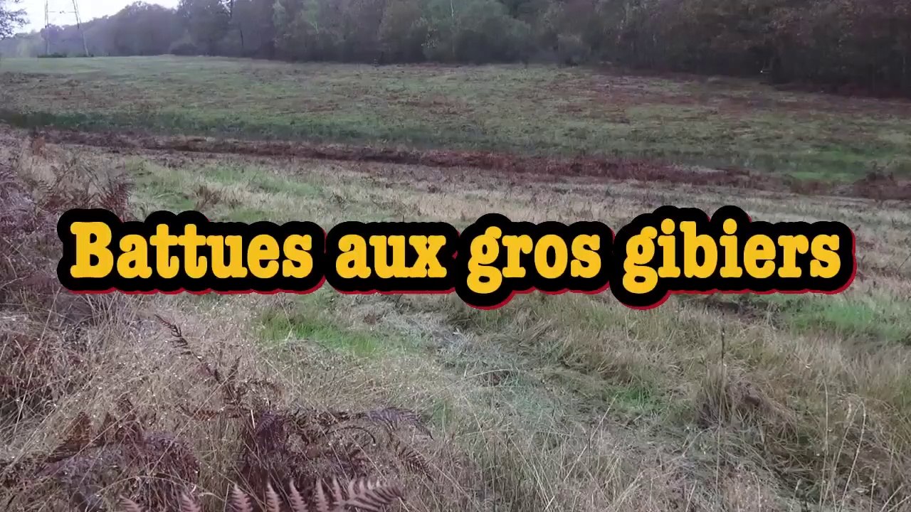 Battues aux gros gibiers