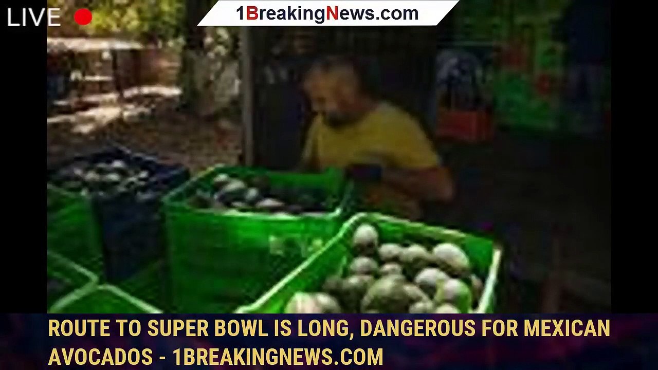 109123mainRoute to Super Bowl is long, dangerous for Mexican avocados