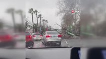 Fırtınaya dayanamayan ağaç, taksinin üzerine devrildi