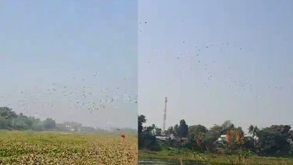 কালনায় এবার নতুন পাখিরালয়ের সন্ধান পেল রাজ্য সরকার| Oneindia Bengali