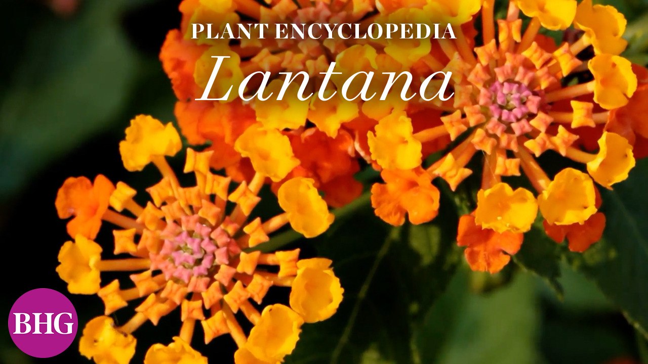 Lantana | Plant Encyclopedia
