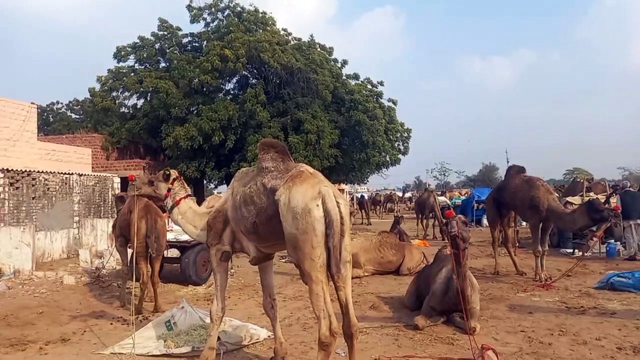अलविदा - रामदेव पशु मेला, पशुओं के साथ रवाना हु...