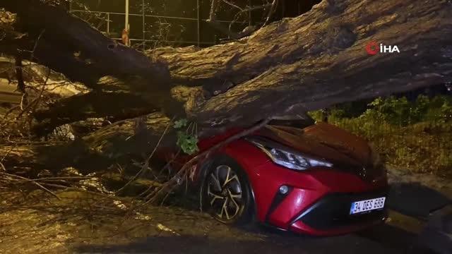 -Üsküdar'da yarım asırlık akasya ağacı iki otomobilin üzerine devrildi