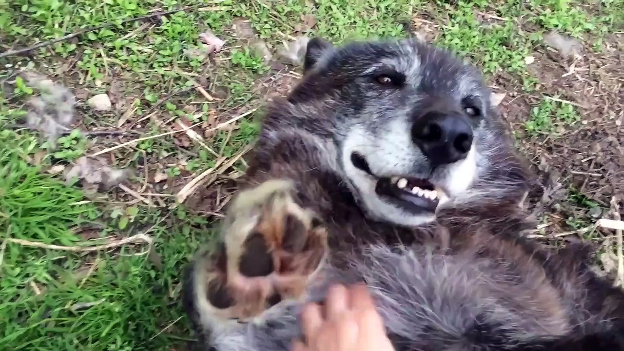 Oui, les loups sont des animaux féroces