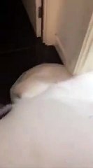Ce qui sort de ses WC est impressionnant... Soirée mousse