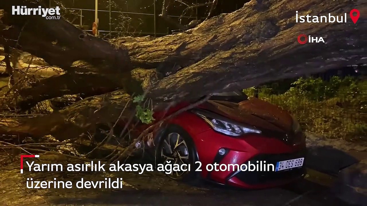 Yarım asırlık akasya ağacı 2 otomobilin üzerine devrildi