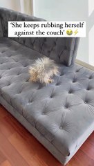 Ce chien est devenu magnétique