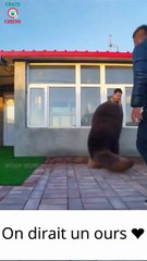 Ce chien est énorme... on dirait un ours