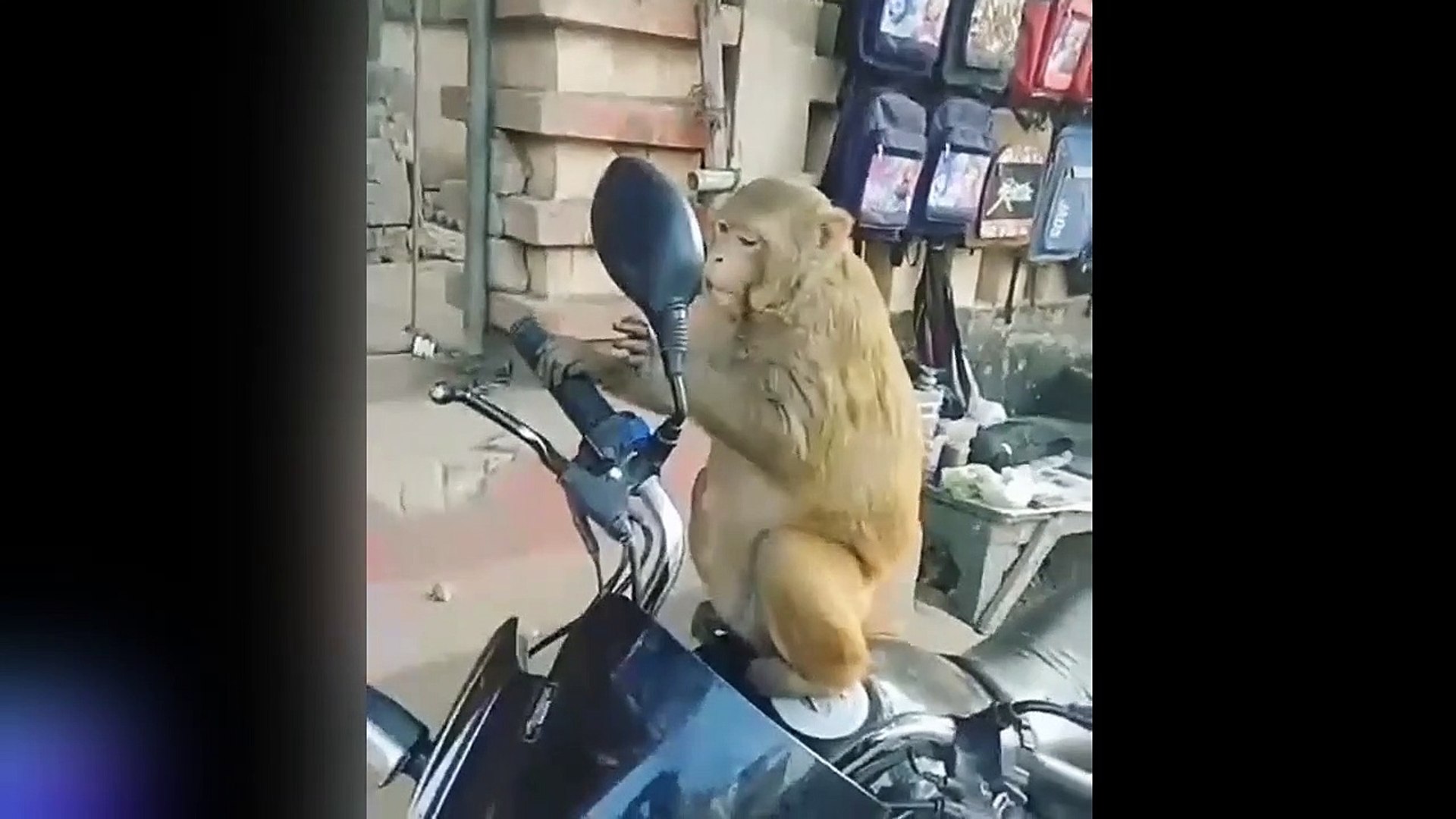 ⁣New Funny animal  videos 2023 | Kittens, Pets, Cats, Money, couple, funny fails videos