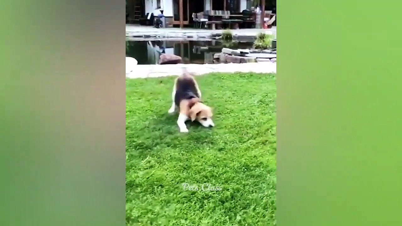 Funniest Animals 2023 -- Funny Cats and Dogs Videos ----