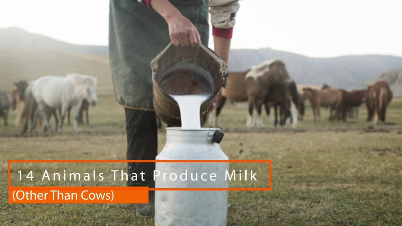 14 Animals That Produce Milk - video Dailymotion