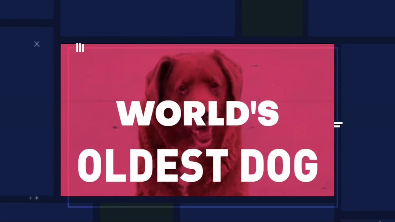 30-Year-Old Dog Stole Guinness World Records