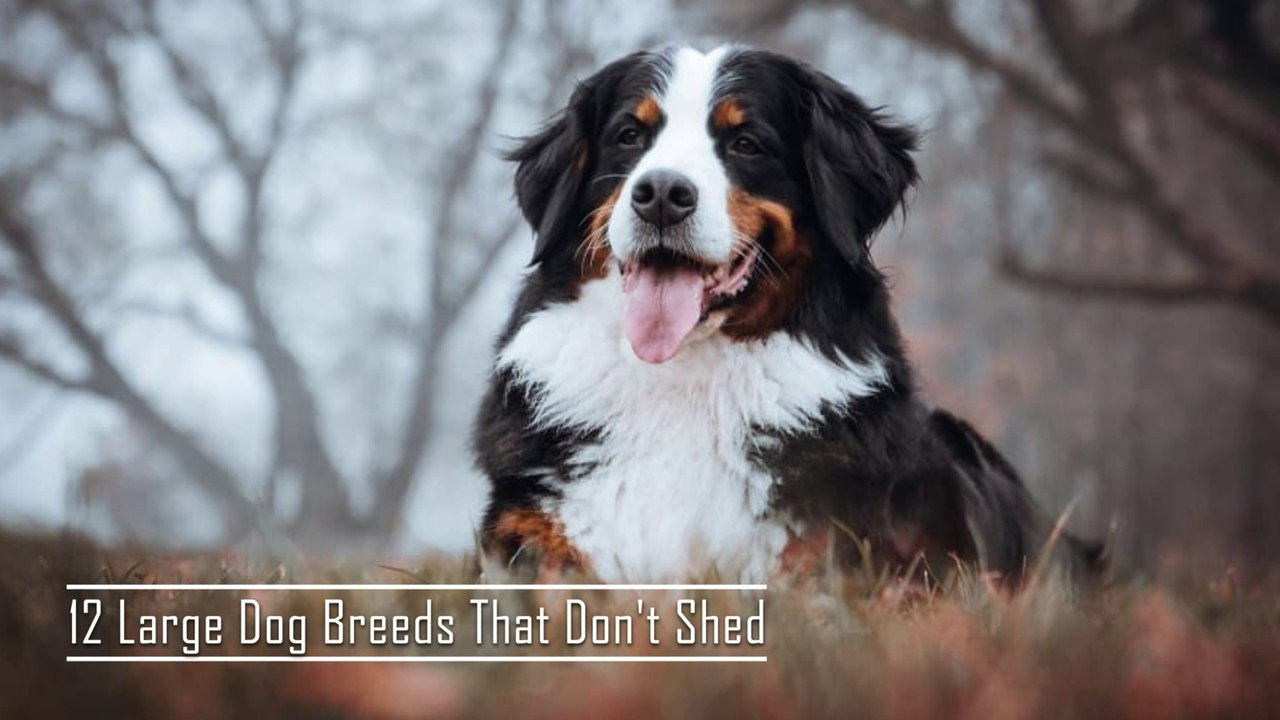 The 12 Large Dog Breeds That Don't Shed