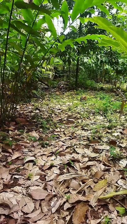 Membuat hulahup kaki berapi dari batok kelapa
