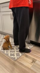 Impatient Puppy Whimpers While Owner Prepares His Food