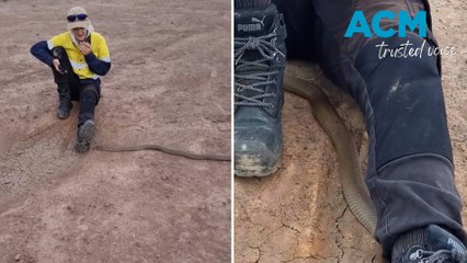 Worker's close encounter with snake while on smoko