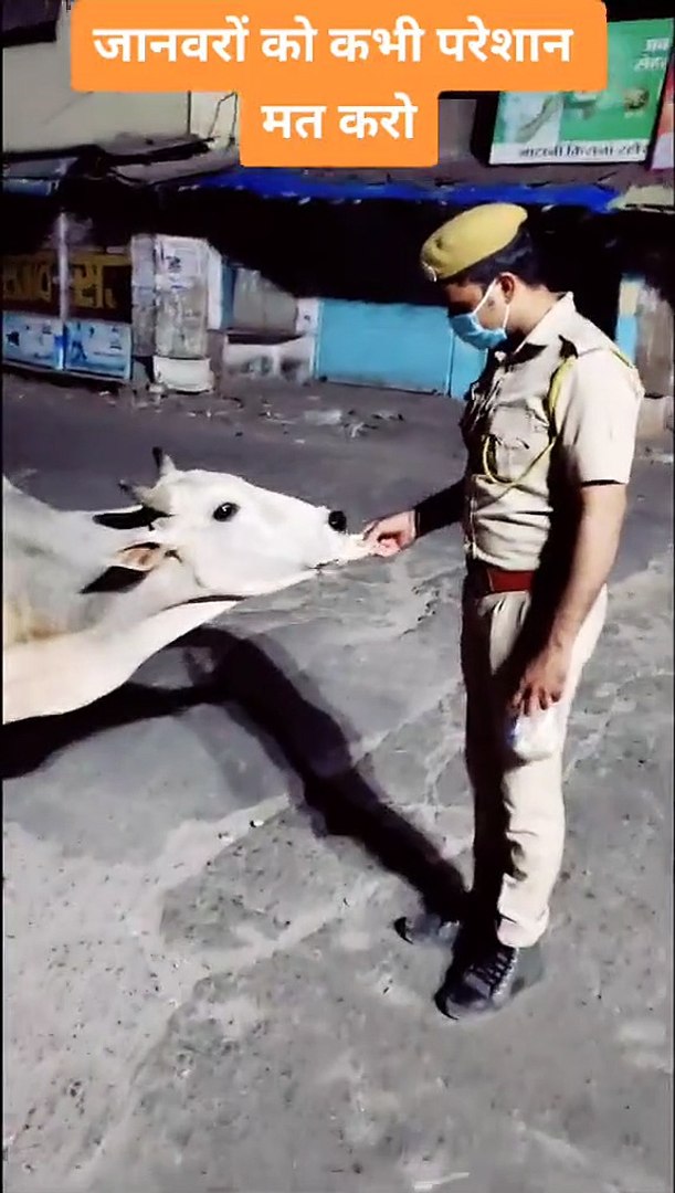 ⁣Love animals! animals short video