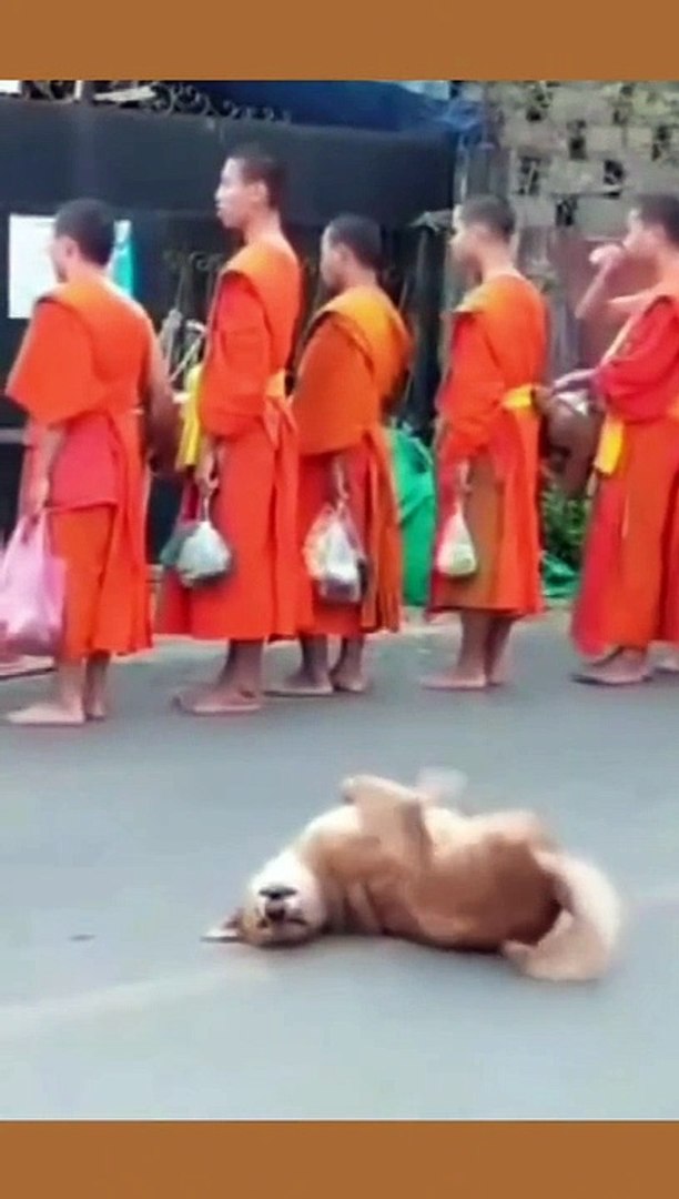 ⁣Funny animals! funny animals short video