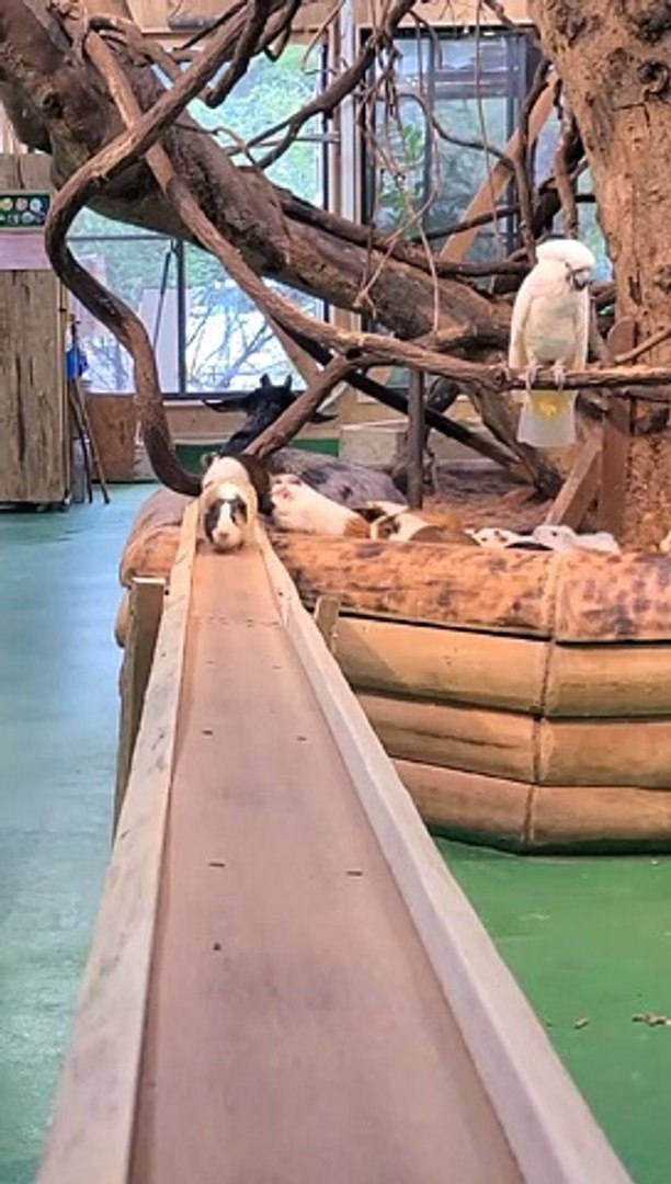 Funny animals! funny animals short video