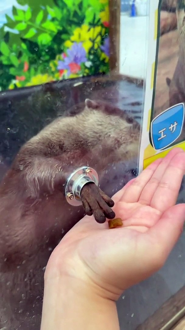⁣Funny animals! funny animals short video