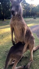 Funny animals! funny animals short video