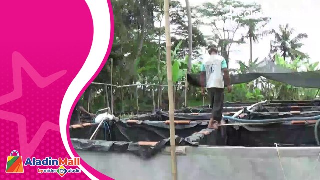Pria Ini Hasilkan Cuan Puluhan Juta dari Budi Daya Lele Mutiara