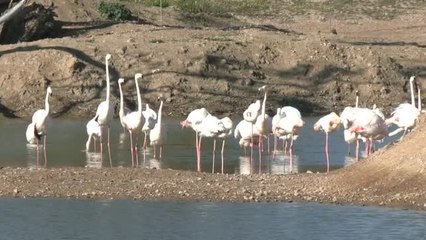 Download Video: Foco en la protección de los humedales para la regulación del clima y los ciclos del agua