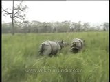 One horned rhinos mating in the night