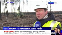 La renaissance des forêts en Gironde après les incendies de l'été dernier