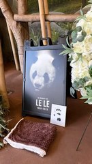 美에 빌려준 25살 판다, 죽은채 발견됐다…中당국 "매우 우려"