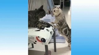 Top funny videos||Top comedy videos||Trending animals videos latest.