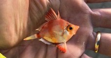 « Je n'avais jamais vu ça », cet étrange poisson a été découvert sur la plage par un pêcheur